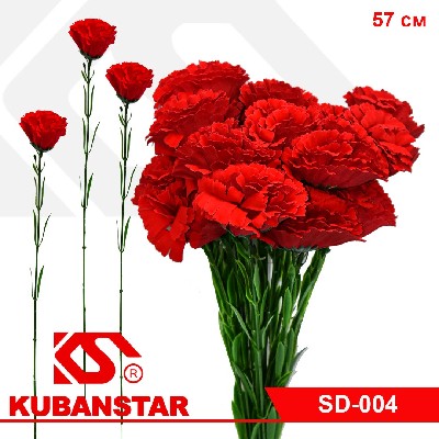 Цветок ГВОЗДИКИ бархатной, цвет-красный