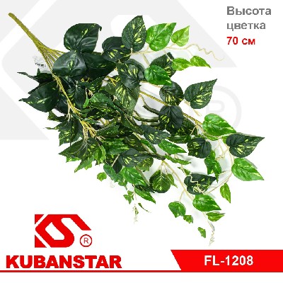 Цветок плетущийся интерьерный