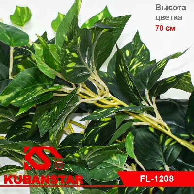 Цветок плетущийся интерьерный